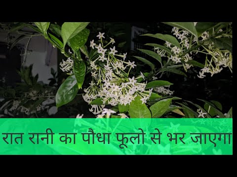 Видео: Fuchsia Ampelous (33 зураг): ургах, гудамжинд тарих, гэртээ арчлах. Сортууд. Өвлийн улиралд хэрхэн тайрч, хадгалах вэ?