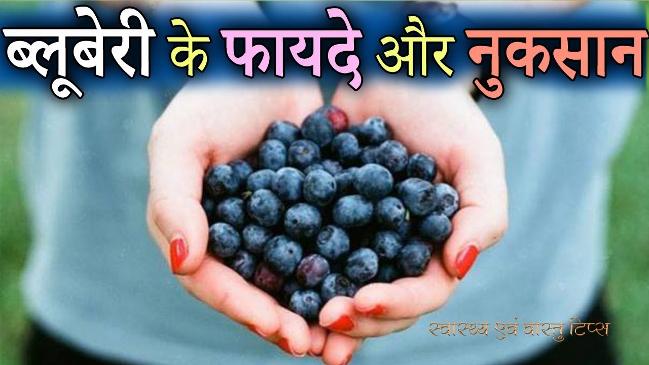 blueberry khane ke fayde aur nuksan ब्लूबेरी के फायदे और नुकसान YouTube