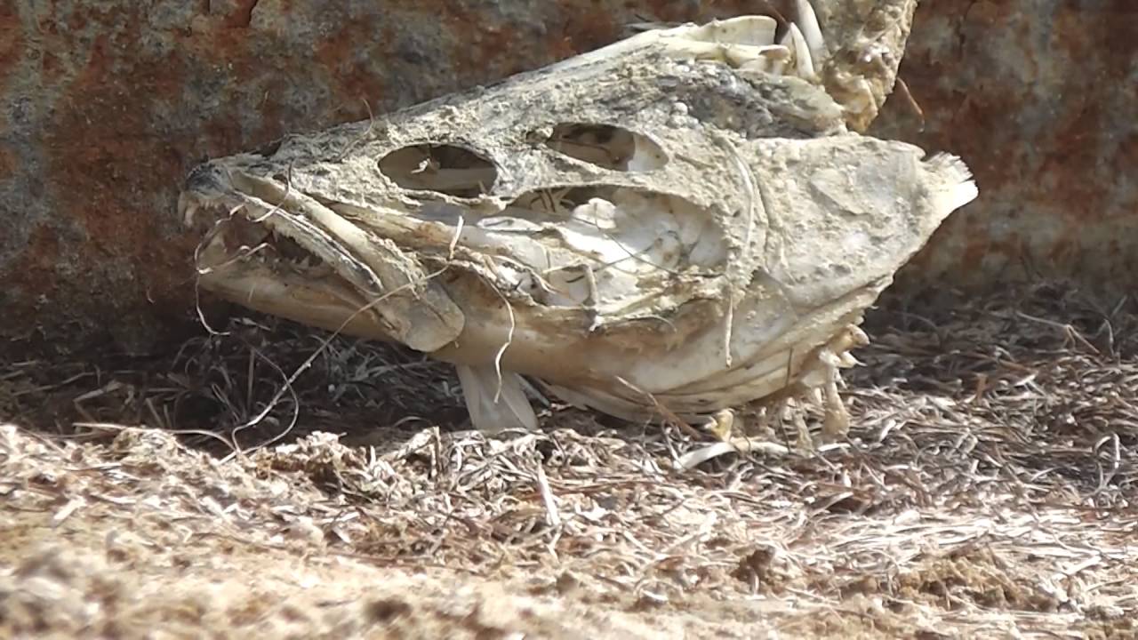 Documentario Il Lago d'Aral YouTube