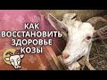 Здоровье козы после окота | Чем кормить козу? Уход за козой после окота