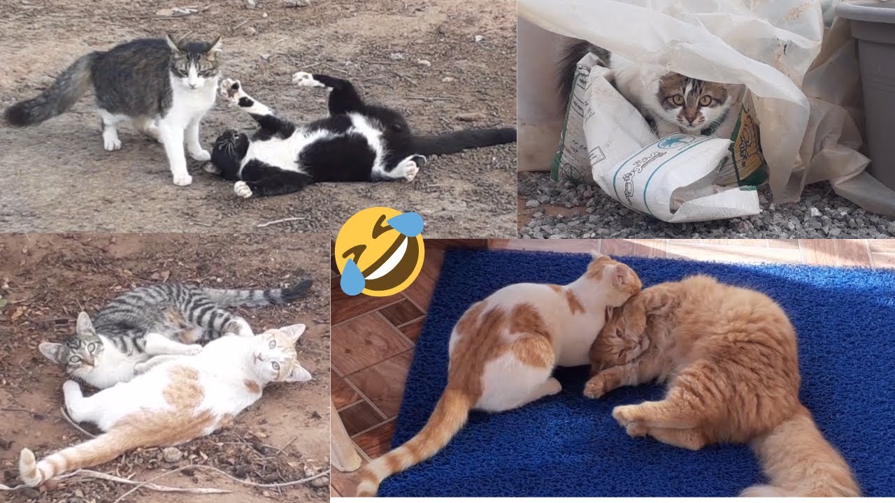 Cats at Play : The Ultimate Fun Compilation !! 🐾😻