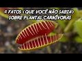 6 Fatos (que você não sabia) sobre plantas carnívoras