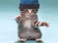 Клип кошачиих танцов 3gp