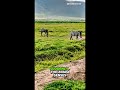 “The Hunt That Failed in Seconds!” #ahorts #youtubeshorts #viralshorts #animals #wildlife
