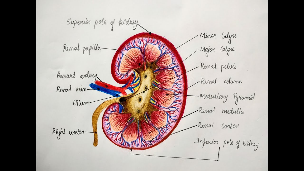 A Guide to Understand Kidney with Diagram | EdrawMax Online