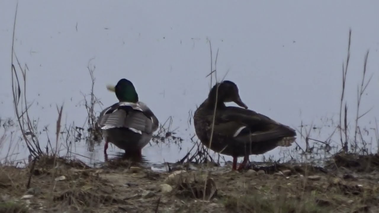 Stockenten Morgenpflege Ostsee Gelting Bucht Birk Erpel Vogel Schwimmente Badeente Morning Routine