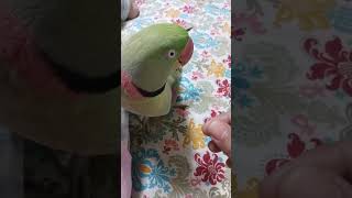 miya mithoo k nakhre ? talkingparrot ringneckparrot parrotvideo parrotlover