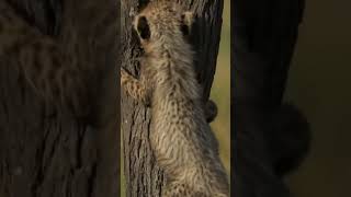 Playful Cheetah cubs strengthen their hunting skills! #cat #wildlife #cheetah