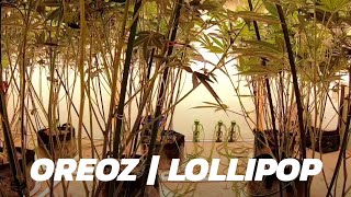 Another Oreoz Lollipop