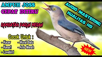 MASTERAN RAMBATAN PARUH MERAH GACOR JERNIH