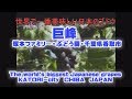 ブドウの栽培・巨峰　塚本ブドウ園World most  delicious grapes 世界で一番日本の巨峰・Most tasty table grapes are from Japan