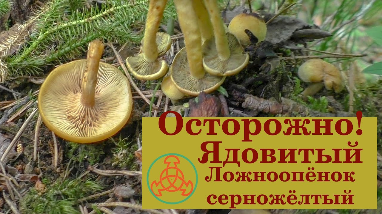 Осторожно! Ядовитый Ложноопёнок серно-жёлтый - Hypholoma fasciculare.