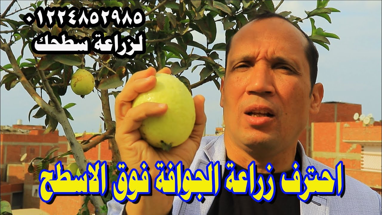 تعلم كيفية زراعة الجوافة في برميل او حوض فوق الاسطح هتطرح معاك مرتتين في السنة