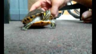 Turtle push ups