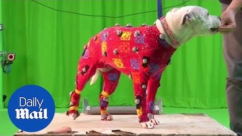Walking the dog? Doggie data to aid actors playing animated animals - Daily Mail