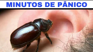Quais doenças O Besouro transmite?