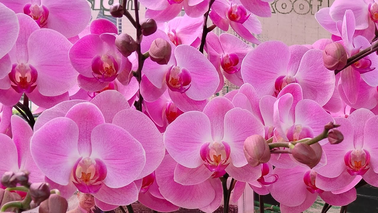 flower market mongkok Hongkong