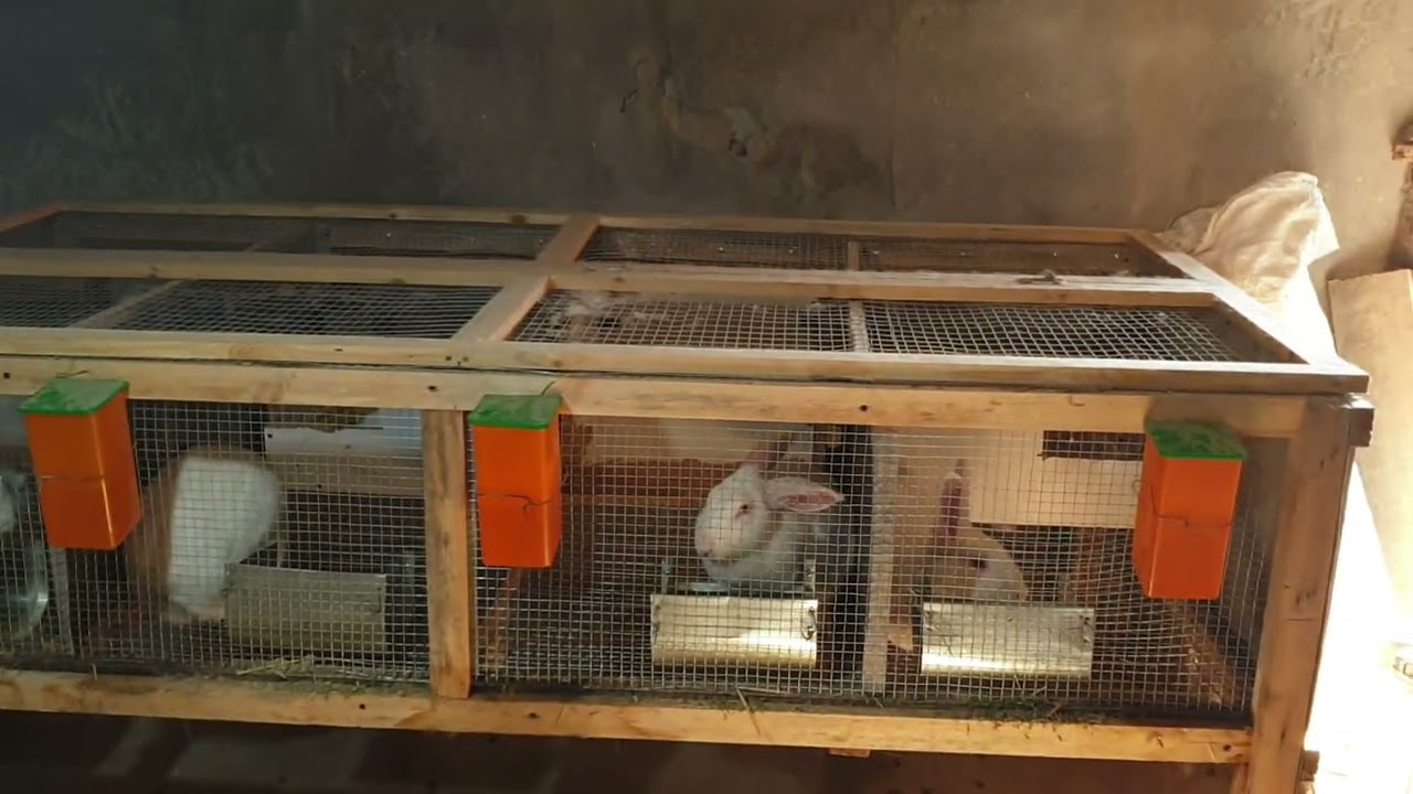 Hikol fermamzdan video obzor. Hikol quyonlarini tugishni boshladi. #quyon #HikolFarm