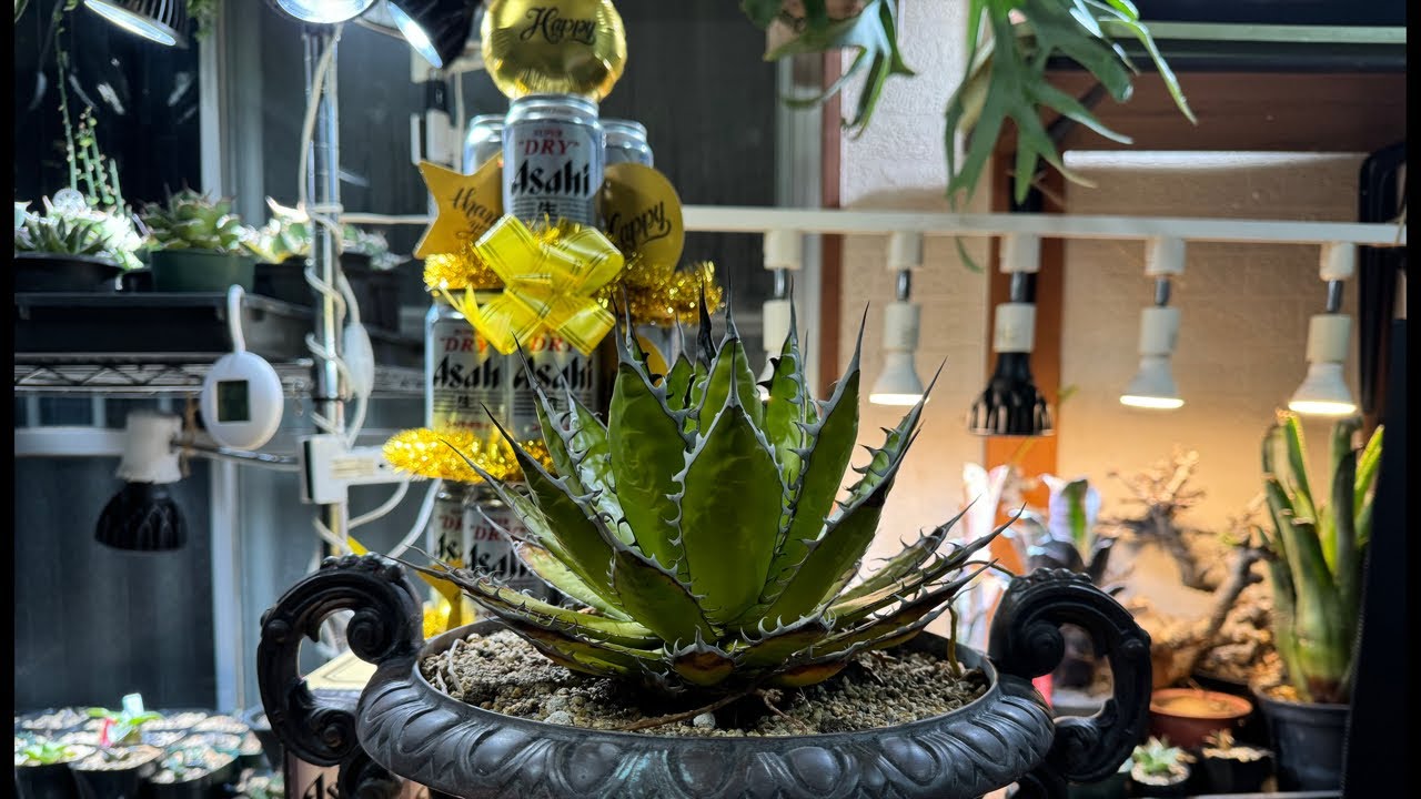 【アガベ・ホリダ】 #5 雑談しながら色が悪くなったホリダを手術