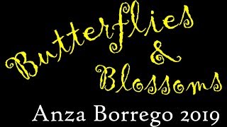 Butterflies and Blossoms - Anza Borrego 2019