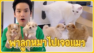 พาลูกหมาไปเจอแก๊งแมวครั้งแรก... จะเข้ากันได้มั้ย???? | ติดเต๋า