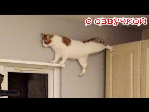 Приколы с котами! Смешные коты с ОЗВУЧКОЙ! СМЕШНЫЕ ЖИВОТНЫЕ 2024! Тест на психику!