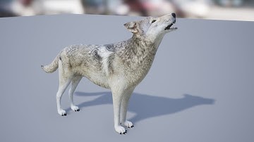 Medhue Wolf for sale in Unreal Engine!!