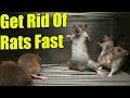 How To Get Rats Out Of Your House With Peppermint Oil, Baking Soda, Onions & Bay Leaves ✔️