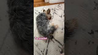 Sleeping #dog  #yorkielove #yorkie #cute #happydog #sleeping
