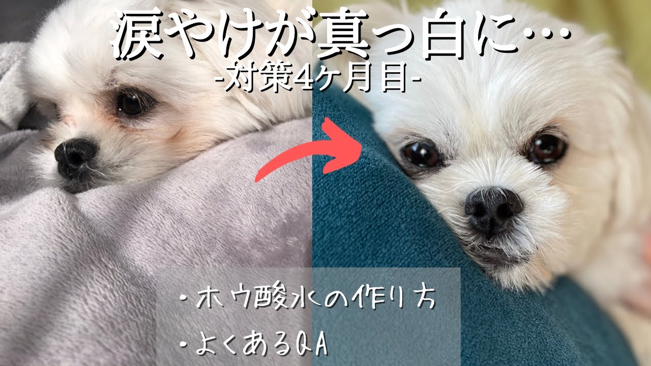 犬 ホウ 酸 水 舐め た