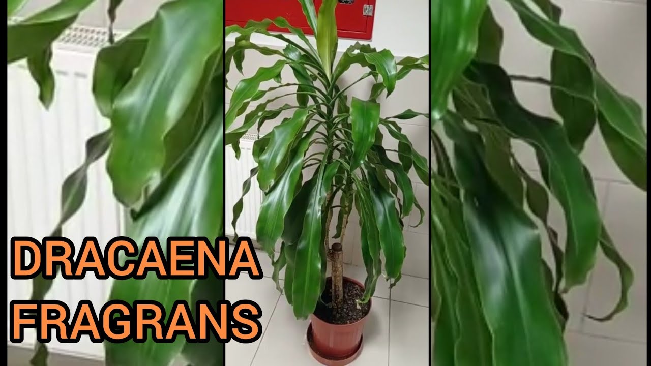 Drecaena Fragrans bakm- Havay temizleyen bitkiler- zehirsiz salon  bitkileri @eviminrenkleri1061