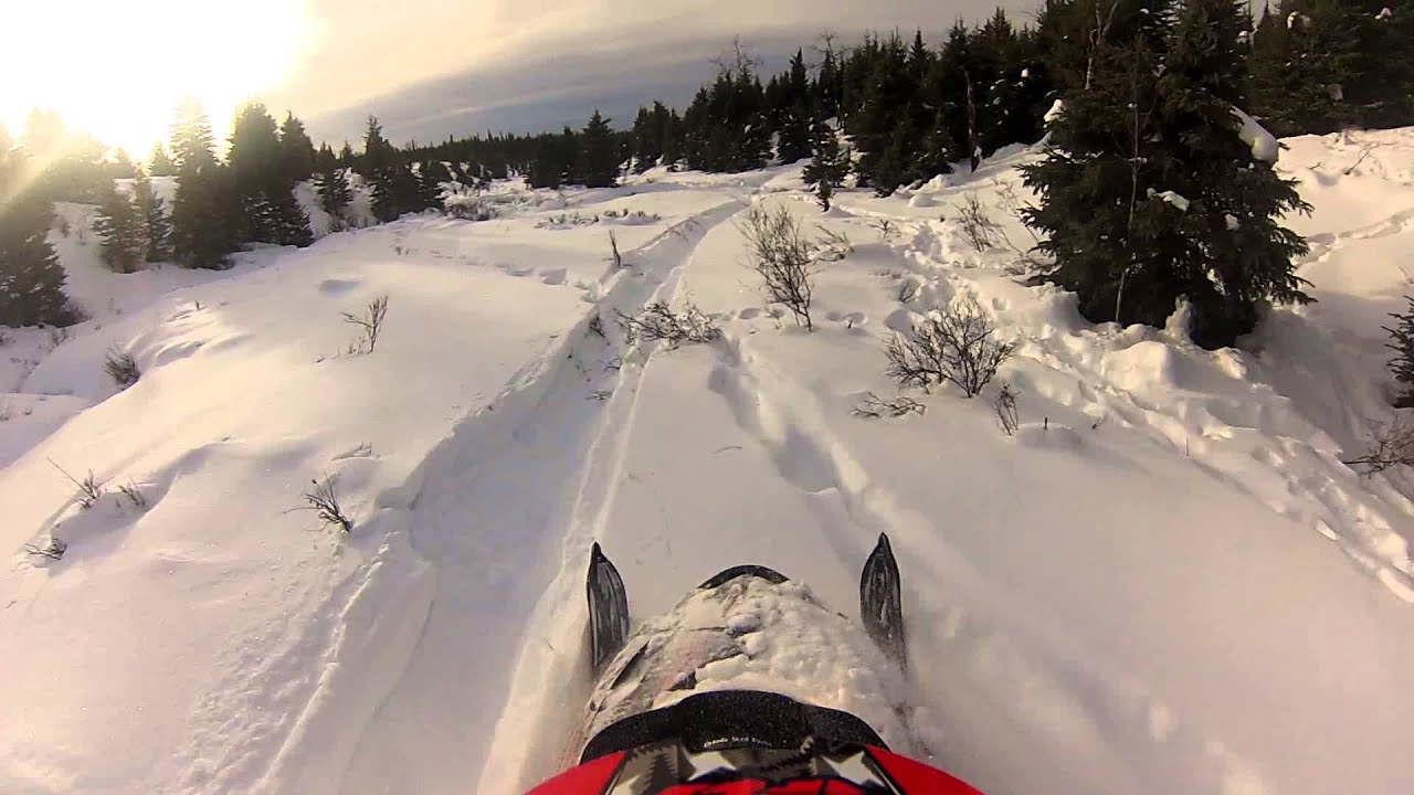 M7 vs Tree = Tree winning