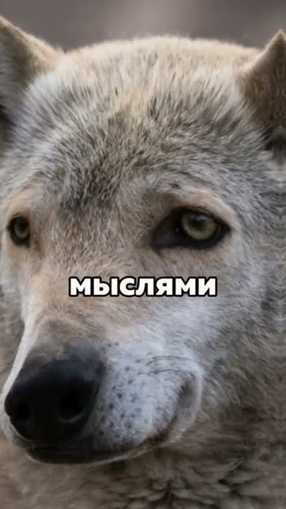 ##ауфф - YouTube