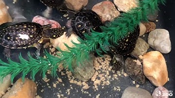 Feeding Toronto Zoo Blanding