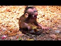 Poor baby cries every day because mother does not care real monkey 2024