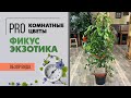 Фикус Экзотика - обзор фикуса бенджамина | Своенравный красавчик, который легко переносит стрижку