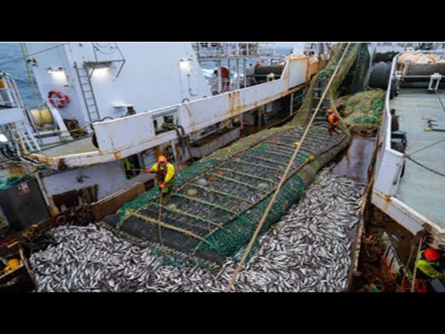 Harvesting Fish Big, Net Fishing On the Sea - Huge Fishing Nets