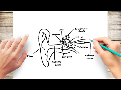 Video: How To Draw A Human Ear With A Pencil Step By Step