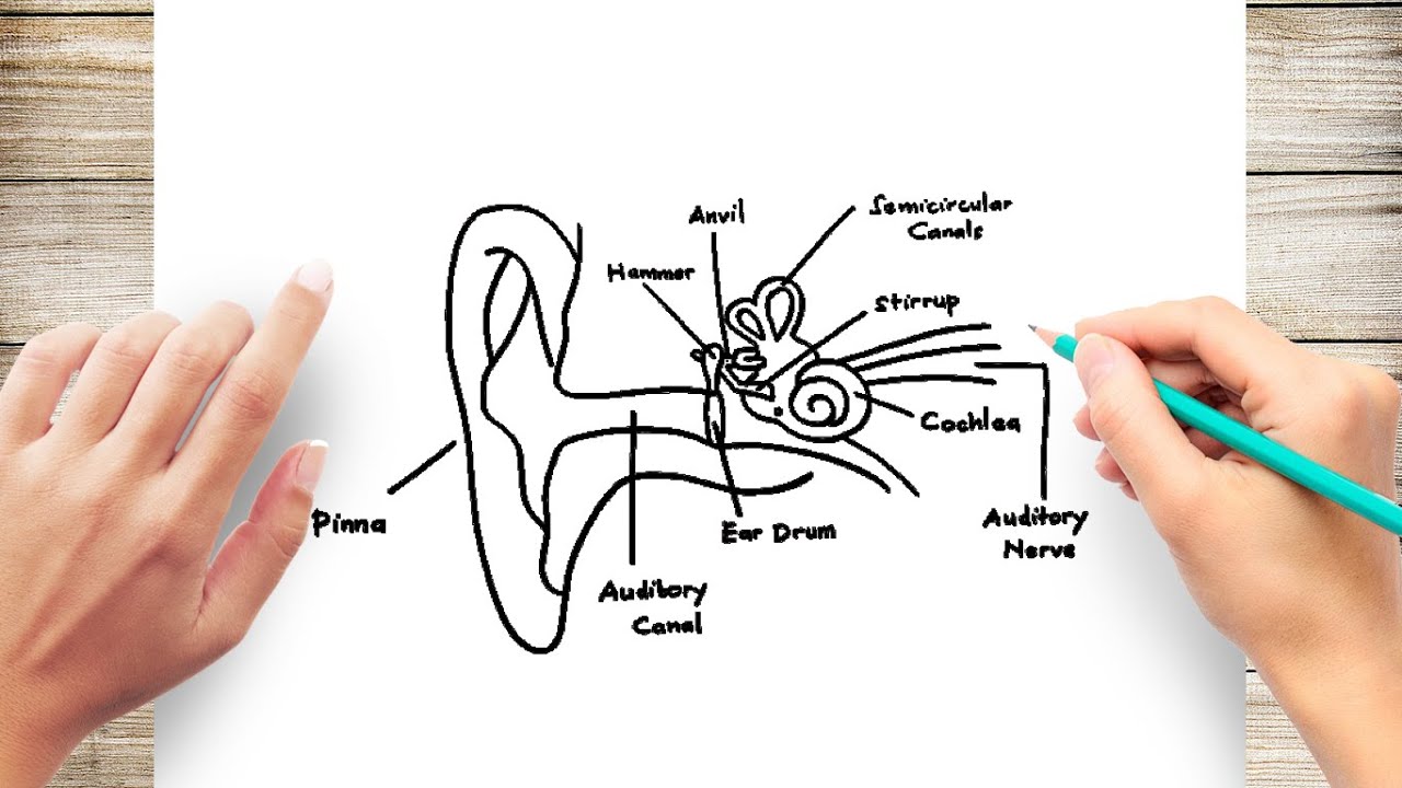 S04E09 How to draw Human ear diagram | biology| simple and easy - YouTube