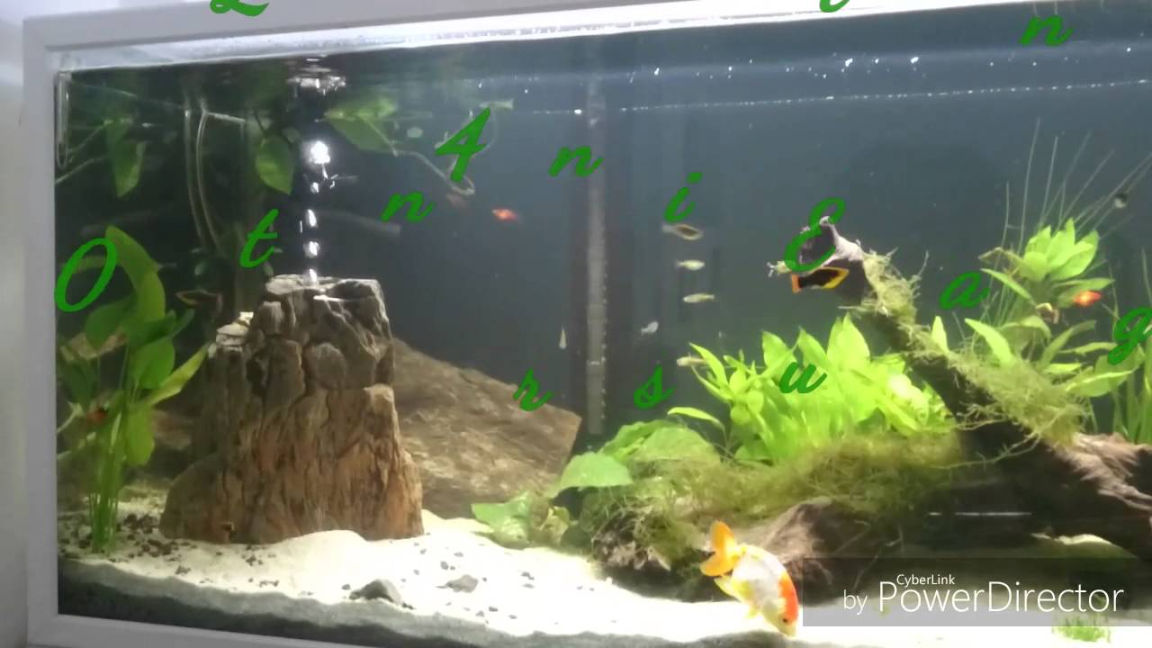 Aquarium Mit Sandwasserfall Youtube