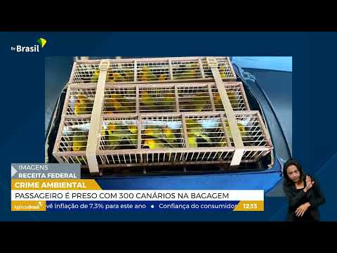 DF l Homem é preso com 300 canários da terra no Aeroporto de Brasília
