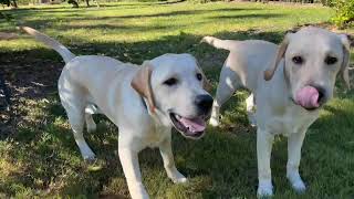 Showing The Way Puppy Play   iPhone 11 footage