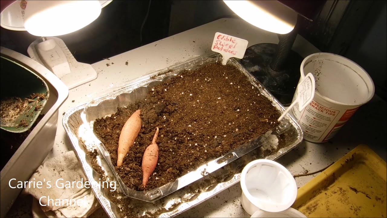 how to start edible sweet potato tubers, how to grow your own sweet potato slips - YouTube