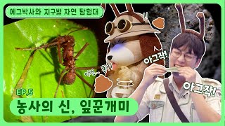 에그박사와 지구별 자연 탐험대ㅣEp.5ㅣ농사의 신, 잎꾼개미ㅣ딩동댕유치원