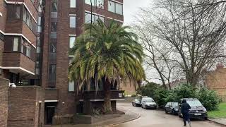 Tallest Canary Island Date Palm in London