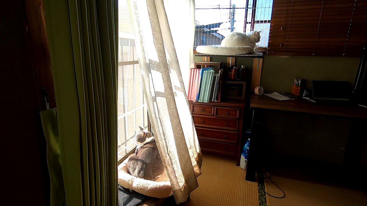 #257 くうねるあそぶ　あいされる - That's cat's Life -