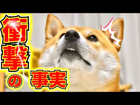 柴犬こむぎと猫のみちこさん【あるじのステップ】特別編inさがみ湖プレジャーフォレスト