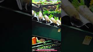 Industrial Root Vegetable Washing Machine 5m/min High Pressure Spray Cleaning for Agriculture
