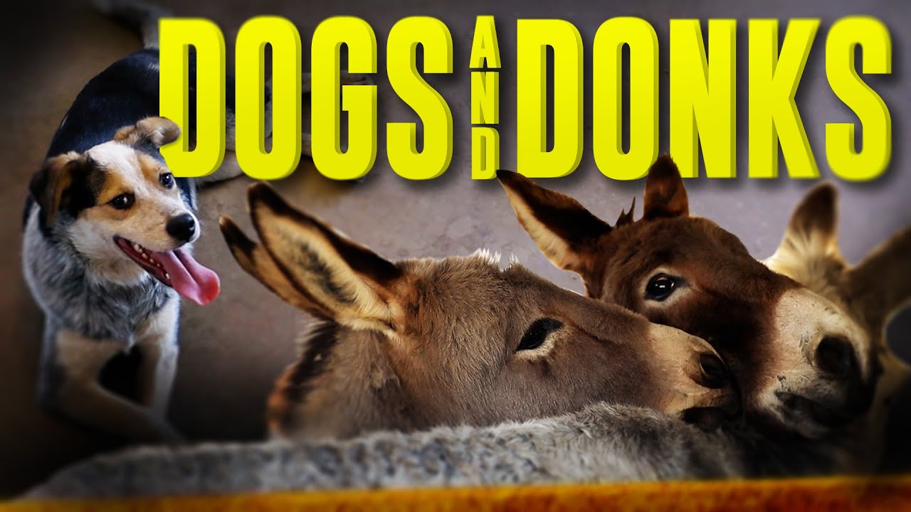 Dogs and Donkeys - Horse Shelter Heroes S4E5