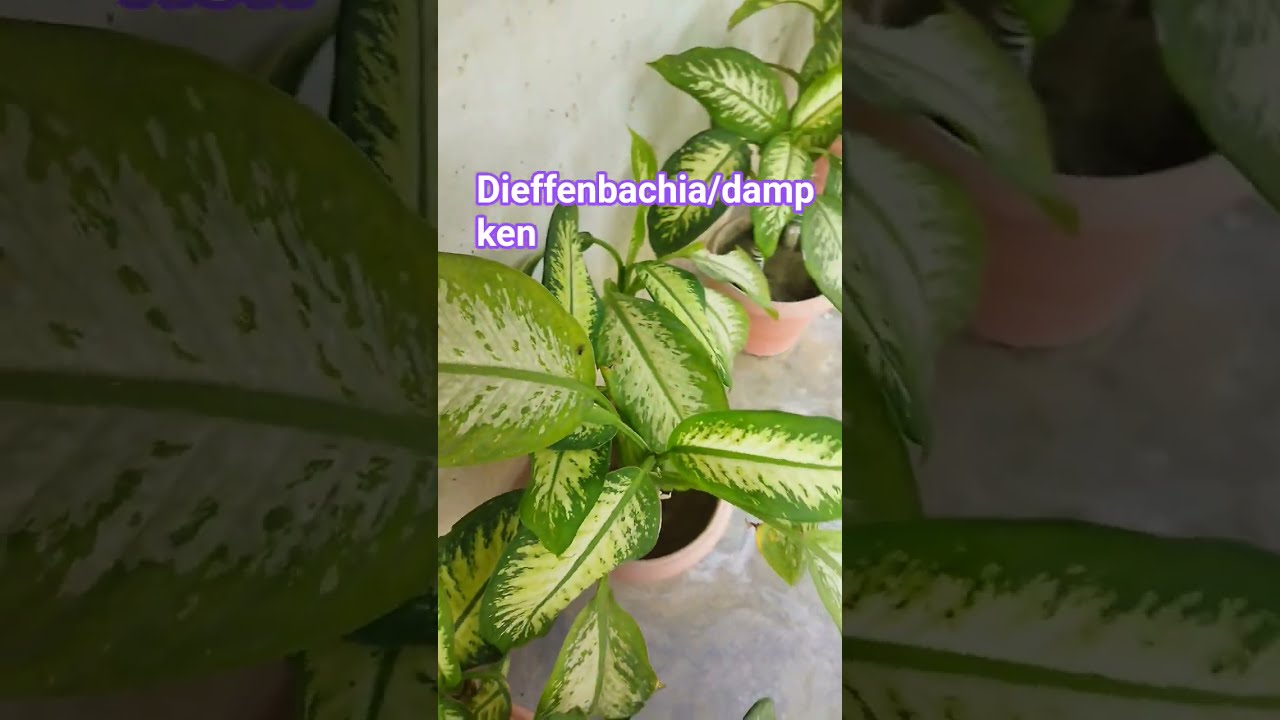 dieffenbachia/dump ken #garden #plants #gardening #gardeningideas #flowers #gardenplants